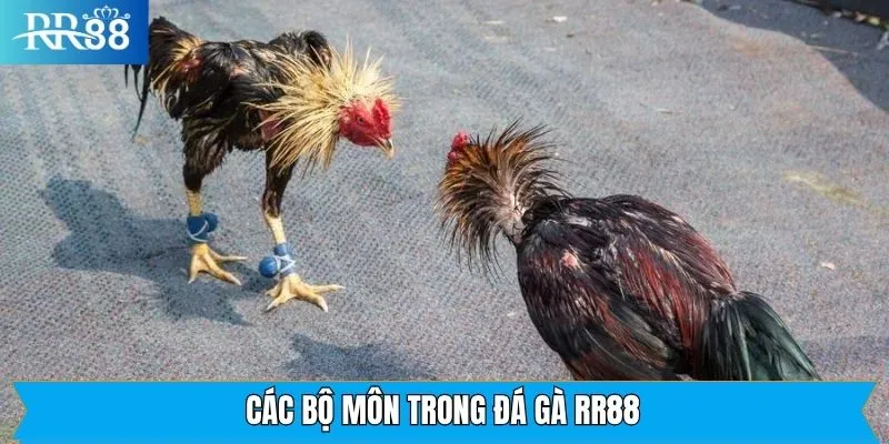 Bộ môn đá gà RR88 với hình thức giải trí phổ biến Bộ môn đá gà RR88 với hình thức giải trí phổ biến